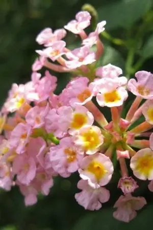 ปกนิยาย อวลรักกลิ่นผกากรอง