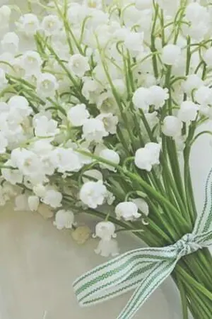 ปกนิยาย ความรักของผมกับดอกลิลลี่ [YAOI]