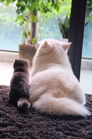 ปกนิยาย SF/OS (nielong/ongniel) คำว่าเราไม่มีบทนิยาม