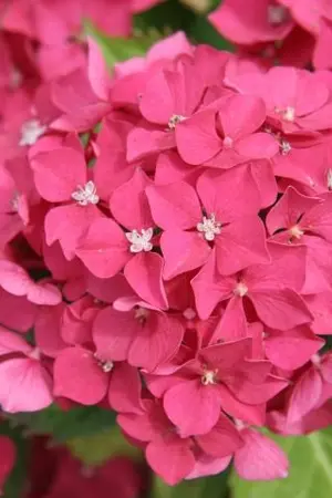 ปกนิยาย Hydrangea [KookMin]