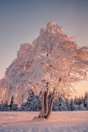 ปกนิยาย หงส์ไฟในลมหนาว