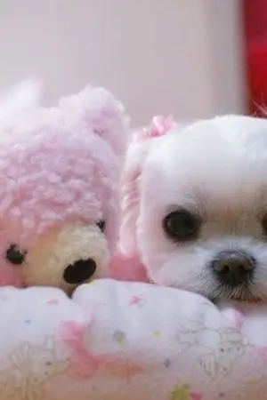 ปกนิยาย PUPPY&TEDDY | BAEKDO