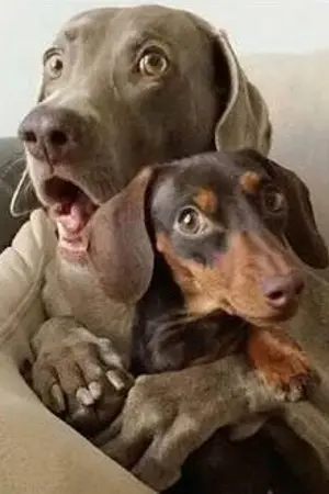 ปกนิยาย DREAM ฝันมายา