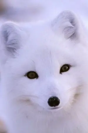 ปกนิยาย The โฮ่ง! เจ้าเสน่ห์