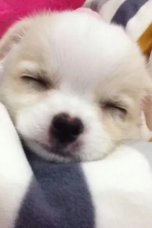 ปกนิยาย Cute Possible รายการกั๊ก...รักเต็มบ้าน