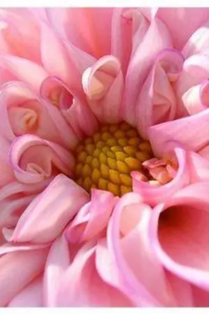 ปกนิยาย ลาฟลอร่า โนอาห์   เปลี่ยนไปเเล้วไงคะ