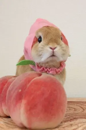 ปกนิยาย [os/sf] peach&rabbit | jaedo