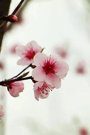 ปกนิยาย ดอกซิ่งหลังกำแพง