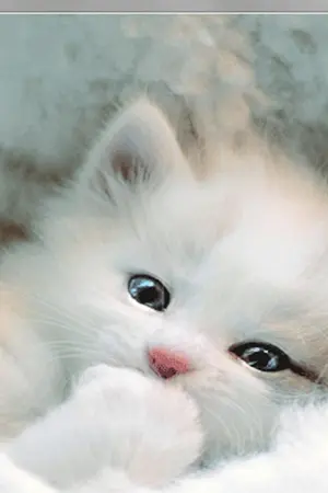 ปกนิยาย [Fic Infinite] .·´`·» Fluff Story ♬ -