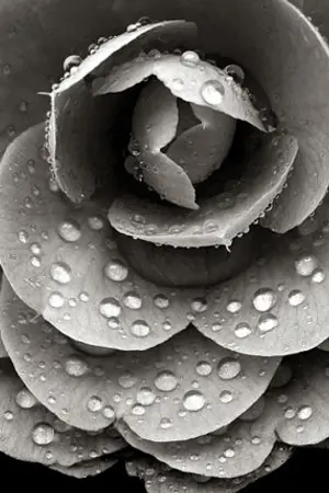 ปกนิยาย [ FIC EXO ] The Hydrangeas (HUNHAN)