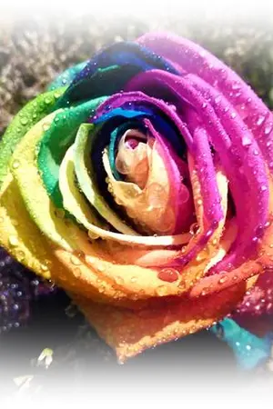 ปกนิยาย Magic Roses กุหลาบมายา