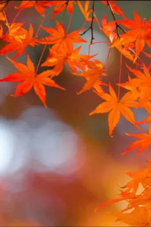 ปกนิยาย คู่มือการเป็นมังกร