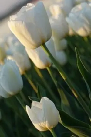 ปกนิยาย หลง....รัก