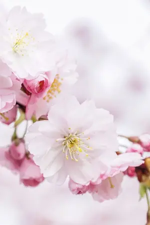 ปกนิยาย ทะลุมิติเวลามาปลดหนี้