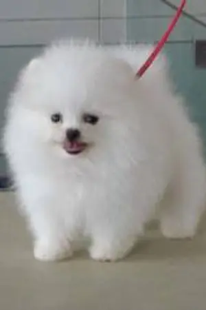 ปกนิยาย ประกาศิตหัวใจ