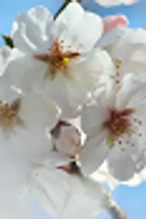 ปกนิยาย [KnB FanFiction]....Natsukage-...[AkaKuro]