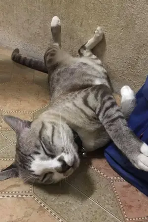 ปกนิยาย วิมลมาดา