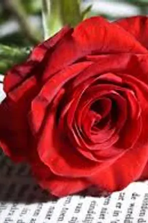 ปกนิยาย SHY LOVE  CHANBAEK,MARKBAM