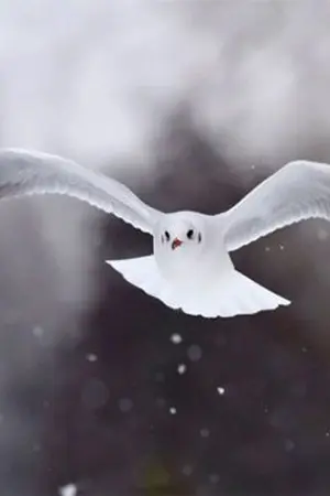 ปกนิยาย Leave me alone x ปล่อยฉันไป