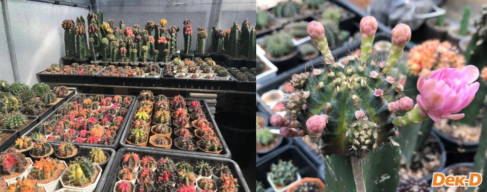 งานอดิเรกที่ทำสลับกับเขียนนิยาย