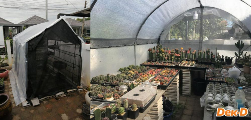 โรงเรือนปลูกแคคตัสที่สร้างด้วยรายได้จากการเขียนนิยาย