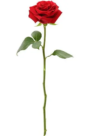 ปกนิยาย Guns and Roses