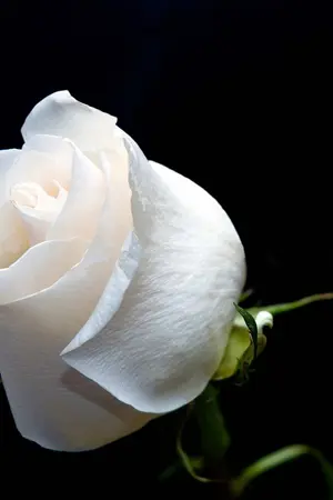 ปกนิยาย ความรัก VS ชีวิต