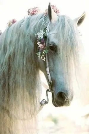 ปกนิยาย Itazar's Princess