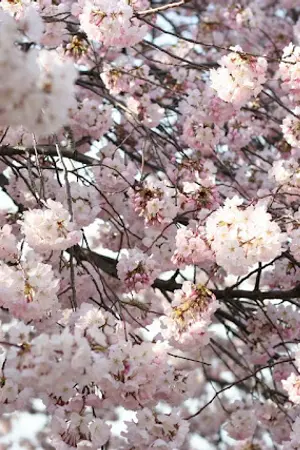 ปกนิยาย (EXO x YOU) Since Before