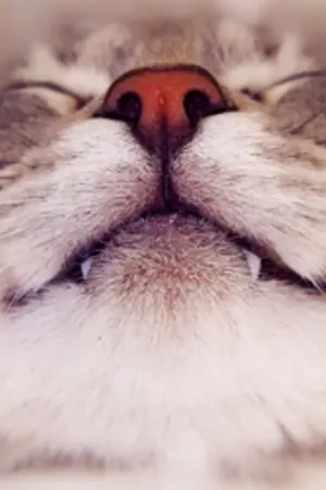 ปกนิยาย [ EXO ] Meow Me ●ω● (chanbaek hunhan)