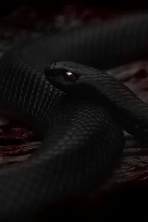 ปกนิยาย the curse of viper #jikook