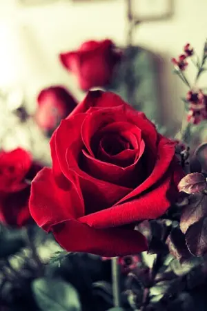 ปกนิยาย [exo] หนามกุหลาบ Chanbaek kaido