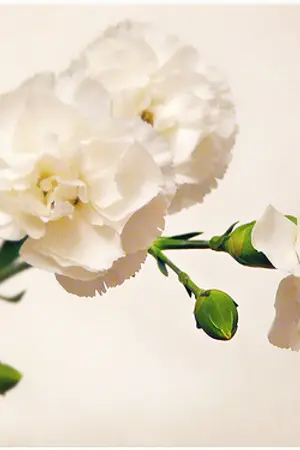 ปกนิยาย White Carnation