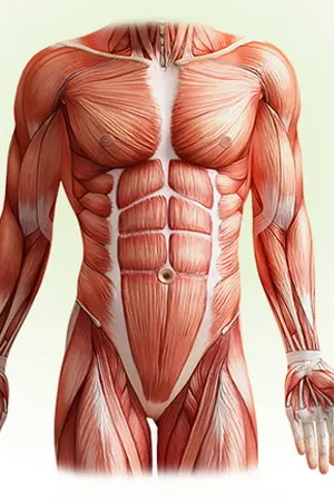 ปกนิยาย โรงเรียนมนุษย์กล้ามเนื้อ