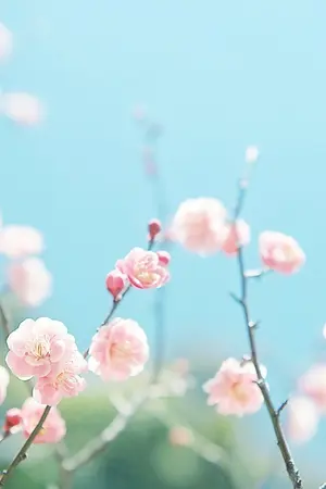 ปกนิยาย [EXOFic:ChanBaek] LOVE BLOSSOM