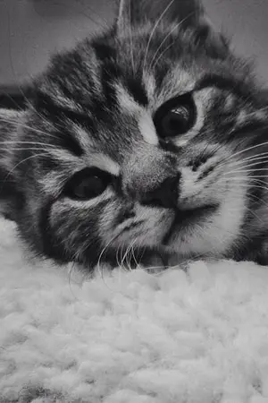 ปกนิยาย ( TWICE ) "LIKE A CAT" 사뿐사뿐 ♡ DUBCHAENG #พี่ดุ๊บทาสแมว