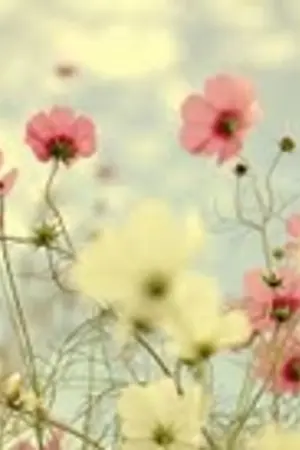 ปกนิยาย [SF] KyuMin 2