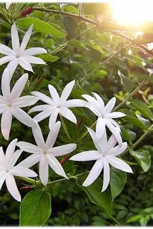 ปกนิยาย บุษบาลี้รัก