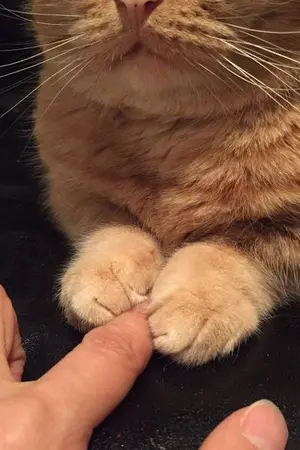 ปกนิยาย คนแบบเสี่ย ฝันไปเถอะ!