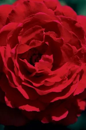 ปกนิยาย (づ￣ ³￣)づชอกี저기แปลว่าที่รัก[EXO-CHANBAEK]