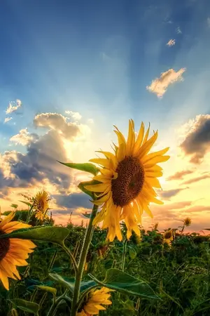 ปกนิยาย SunFlour