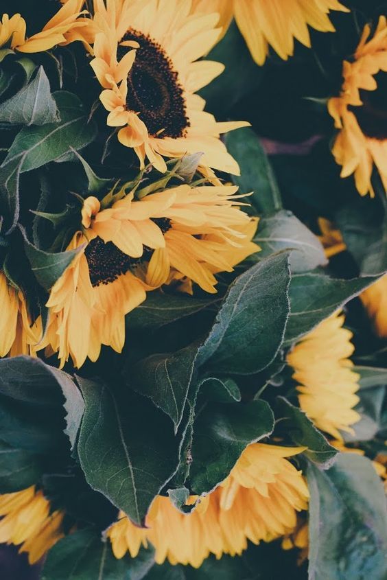 สนใจให้รวมเล่ม