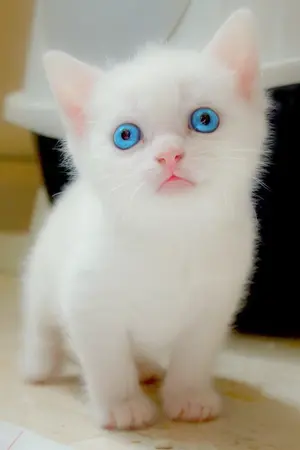 ปกนิยาย [IKON] Cat Man #เหมียวจุนเน่ JUNJIN / JUNHWAN