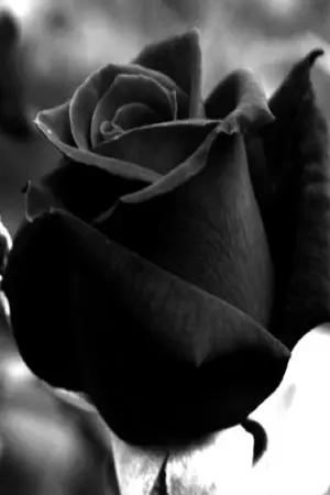 ปกนิยาย จะรักนิรันดร์