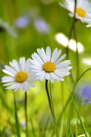 ปกนิยาย เสน่ห์พุธิตา