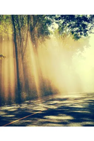 ปกนิยาย ต้นตะวัน