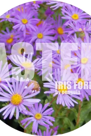 ปกนิยาย [FIC EXO] ASTER BLOSSOM (KrisHo)