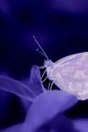 ปกนิยาย [FIC TFBOYS] Butterfly Of The Death ::KaiYuan::