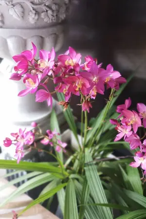 ปกนิยาย เสือก็ร้าย แมวอย่างเธอก็ยั่ว