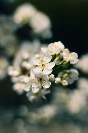 ปกนิยาย บุปผาเคียงธารา